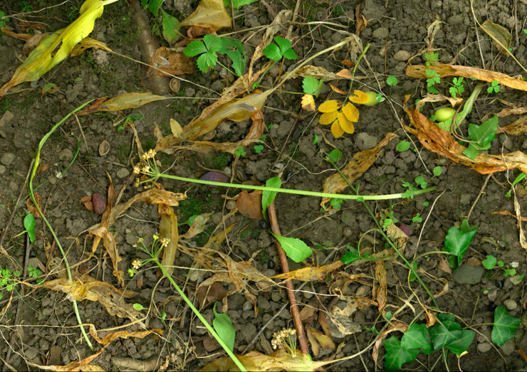 Till Könneker, Close Encounters III, 2015