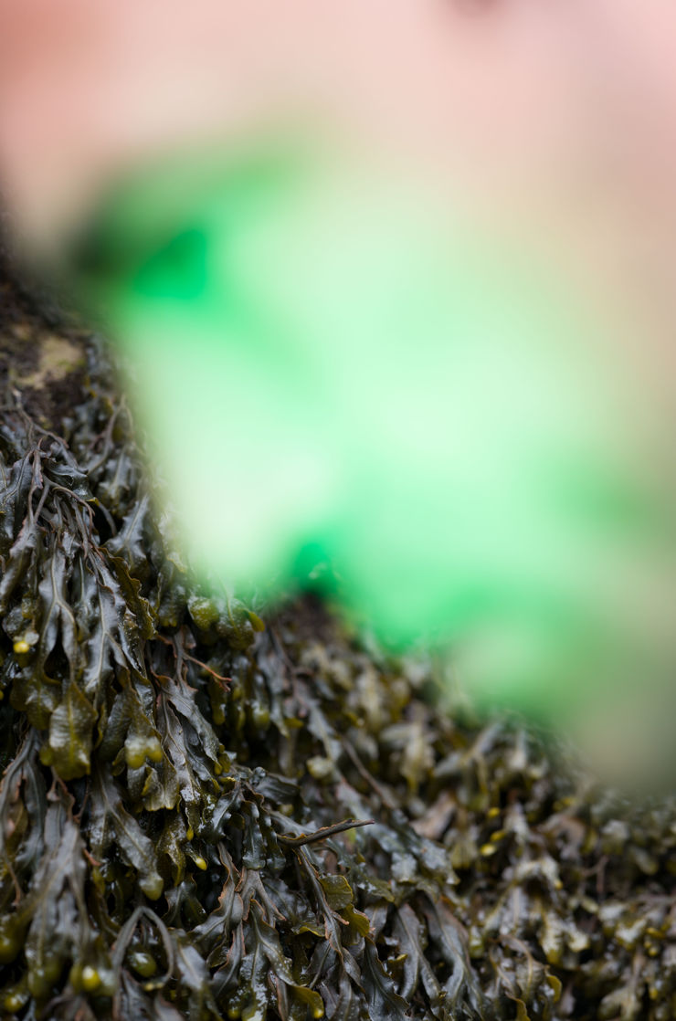 Alice Pallot, Contamination verte - from the series Algues Maudites - a sea of tears, 2022