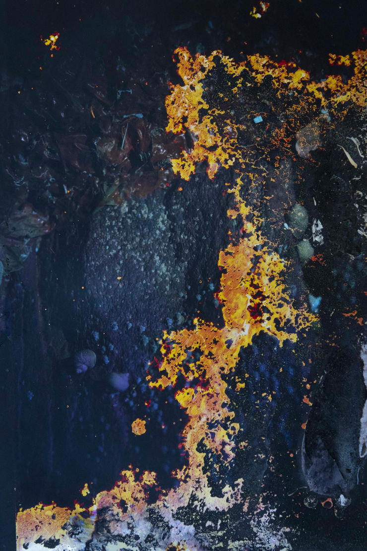 Alice Pallot Alteration, from the series Algues Maudites - Red Bloom, 2024 Color silver print altered by algae, Unique Image : 38 x 25 cm Black wooden shadow box frame : 46 x 33 cm