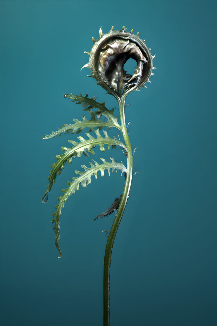 Claudia Jaguaribe, From the series Viveiro, 2023