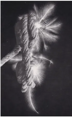 Audrey Guttman, Catch and release, 2021