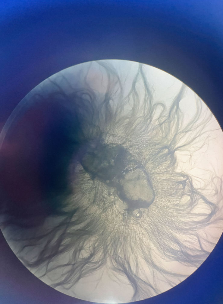 Alice Pallot, Iris algae - from the series Algues Maudites - a sea of tears, 2022