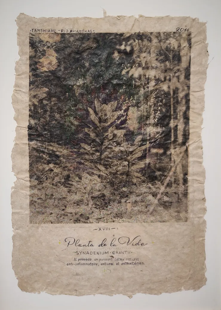 Pepe Atocha, Planta de la Vida, 2024