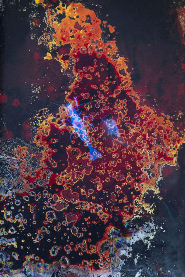 Alice Pallot - Alteration, from the series Algues Maudites - Red Bloom, 2024