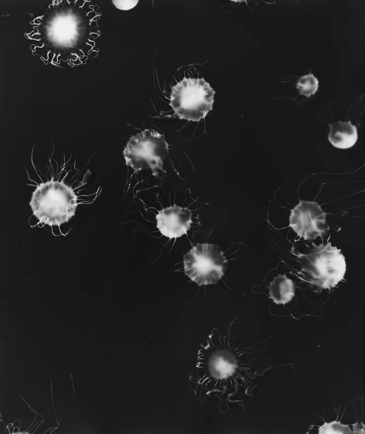 Aliki Christoforou, Perspectives submergées 2, 2024