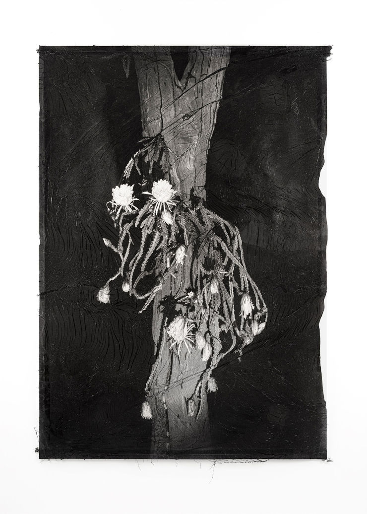 Sylvie Bonnot - Soulèvement (Berceau de Moïse, Reine de la nuit), Guyane, 2025