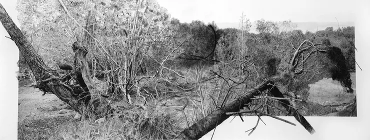 Dana Cojbuc, Yggdrasil #01, 2024