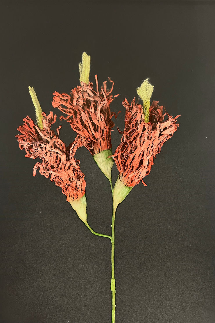 Lilja Birgisdóttir & Ingibjörg Birgisdóttir, Amazon // Amazon, 2024