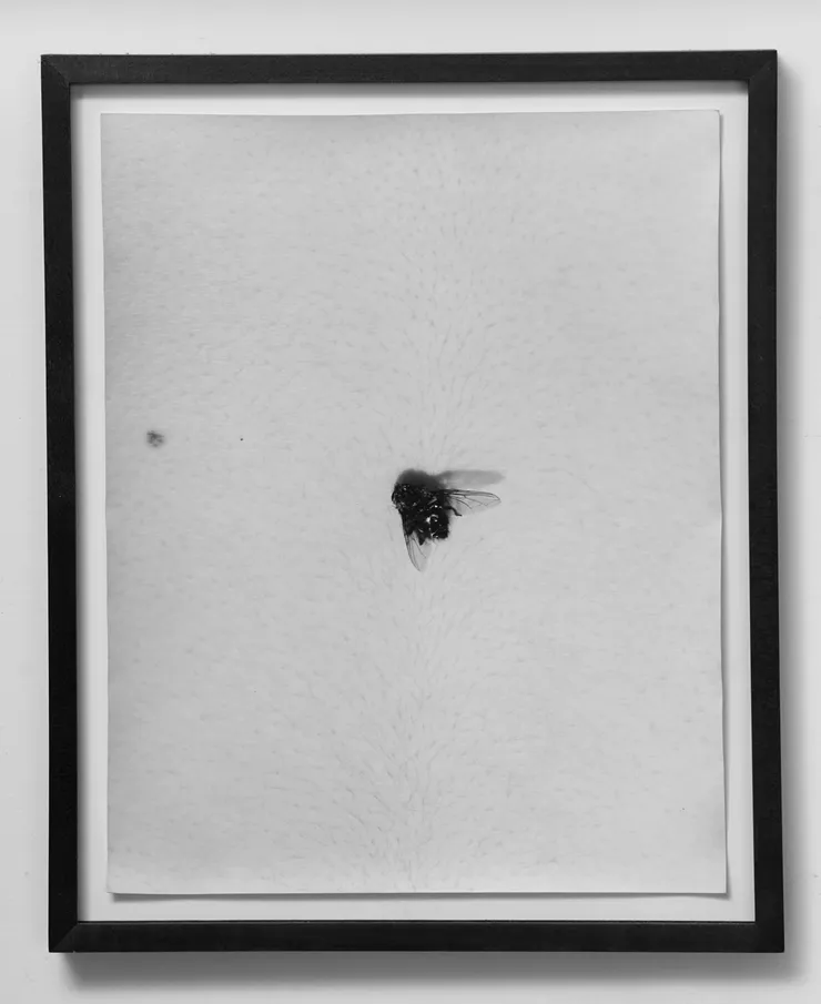 Talia Chetrit, Fly on Body, 2012