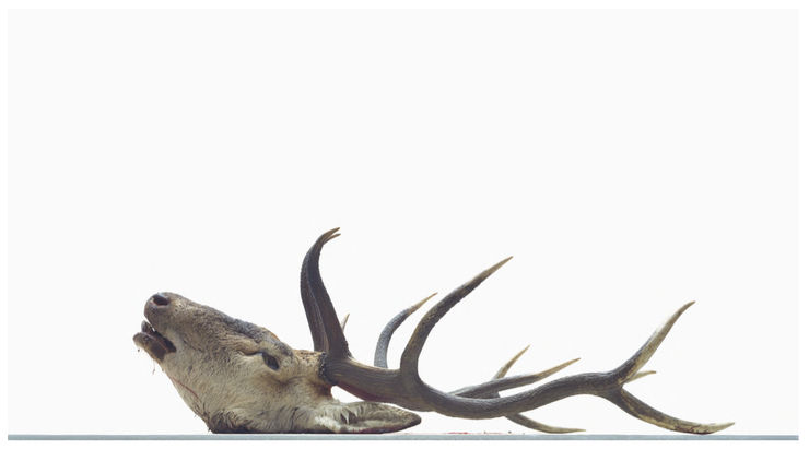 Eric Poitevin, Le Cerf, 2007