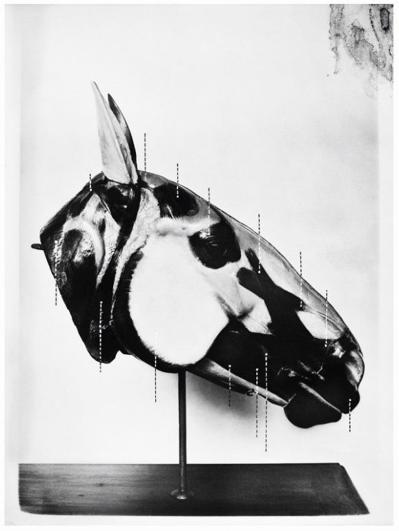 Sofia Borges La Téte du Cheval, 2012 Photograph, mineral ink on cotton paper 200 x 150 cm