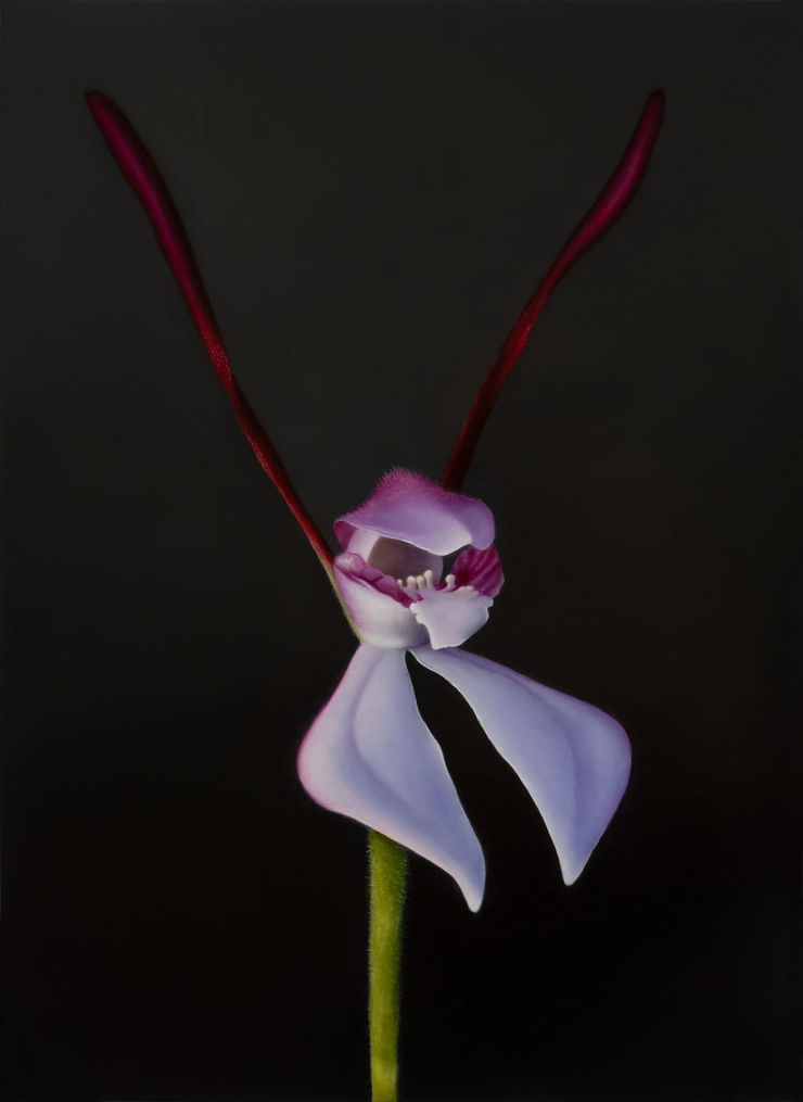 Camilla Tadich, Hare Orchid (Leptoceras menziesii)