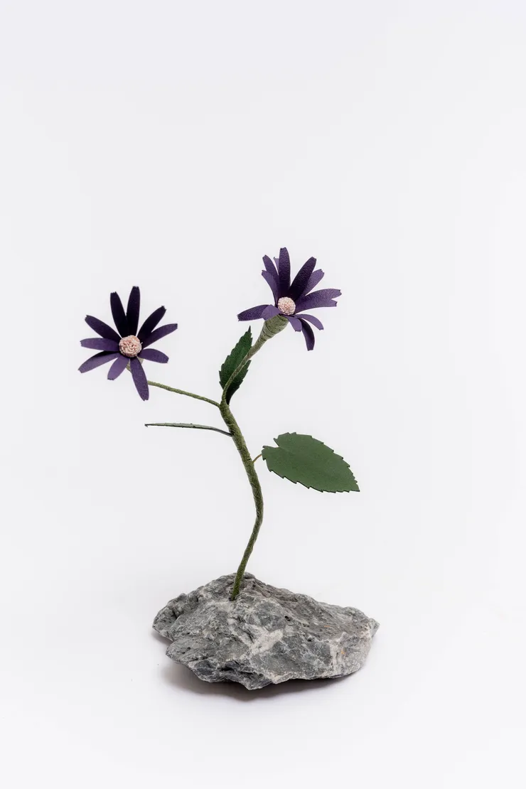 Cineraria