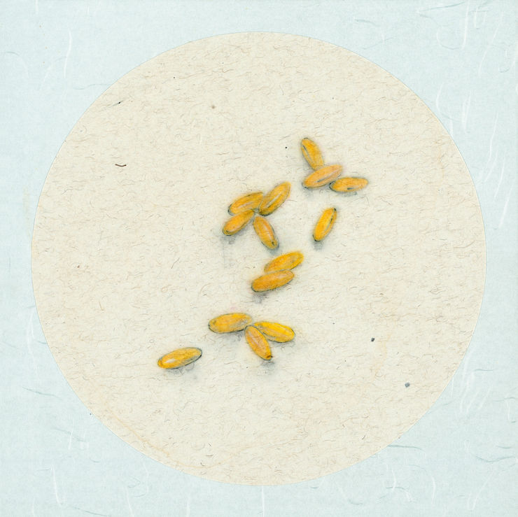 Zhang Yanzi 章燕紫, Registration (24) 掛號 (24), 2009-2013