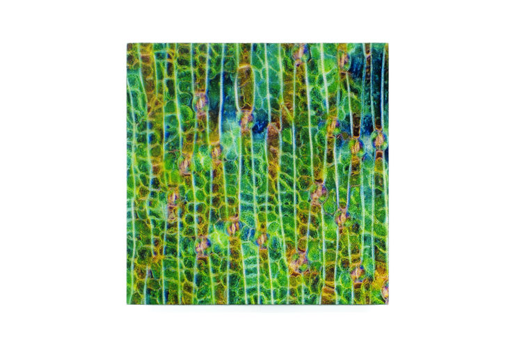 Subliminal Activity XI