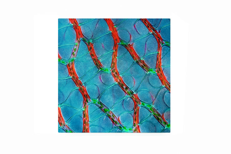 Subliminal Activity XII