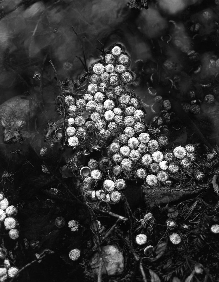 Zach Weston - Eucalyptus Pods, 2022