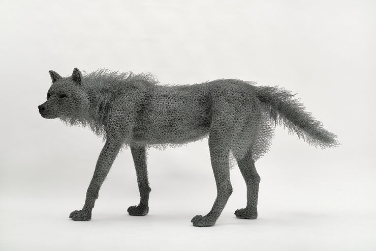Kendra Haste MRSS, Female Wolf, 2024