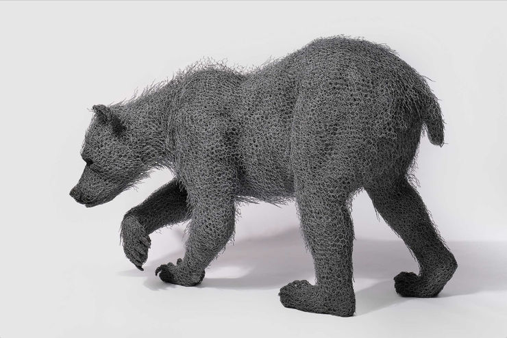 Kendra Haste MRSS, Young Grizzly, 2020