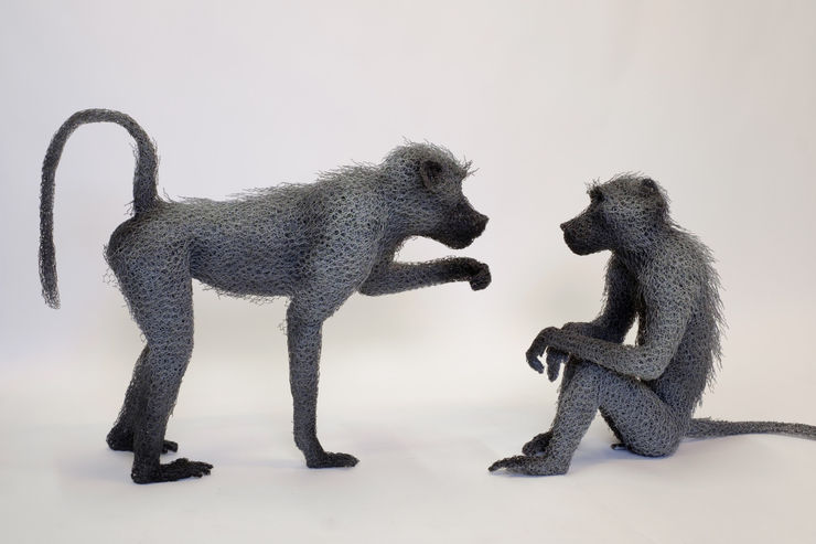 Kendra Haste MRSS, Chacma Baboon Troop, 2017