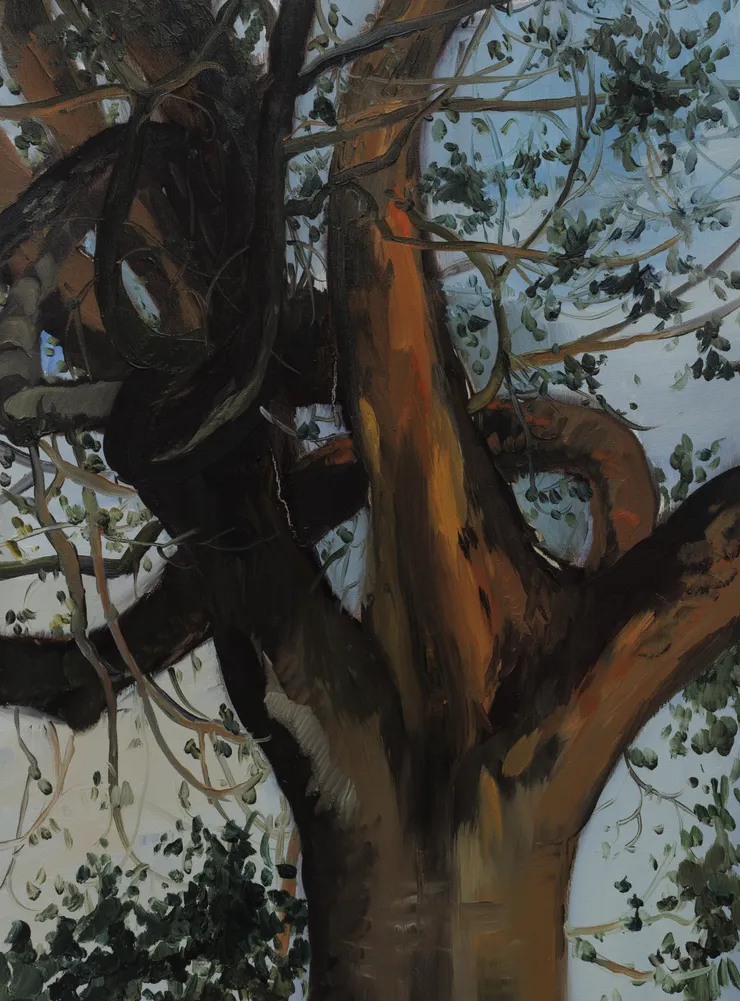 Luca Sára Rózsa, Mirror Portrait of Tree and Human, 2025