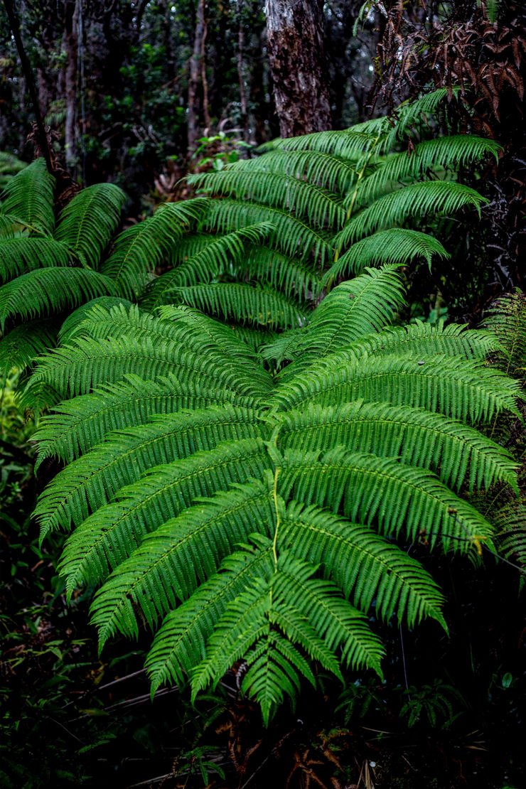 Ruben van Schalm, Fern