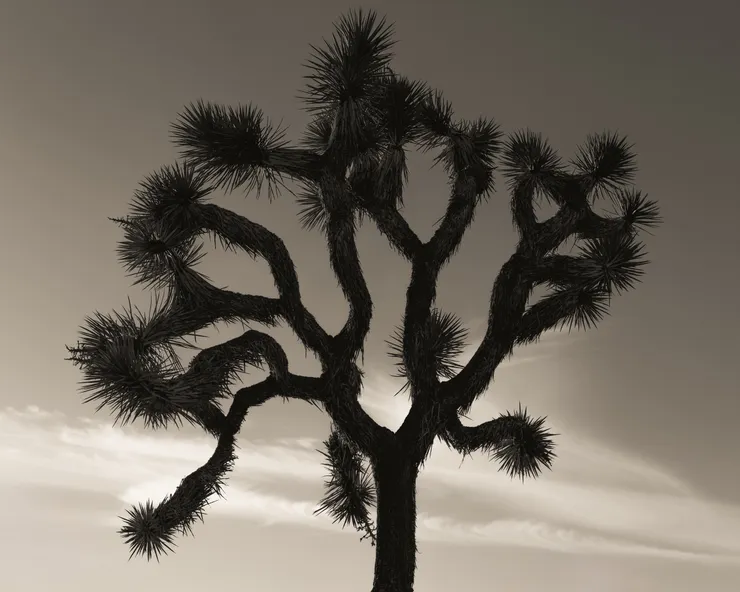 Ruben van Schalm, The Shape of Dreams