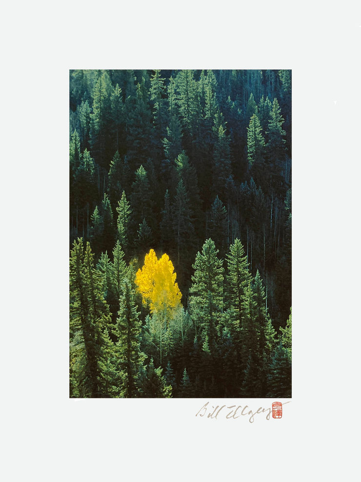 Color photograph of one yellow aspen tree among a green forest taken by slate gray gallery photographer Bill Ellzey