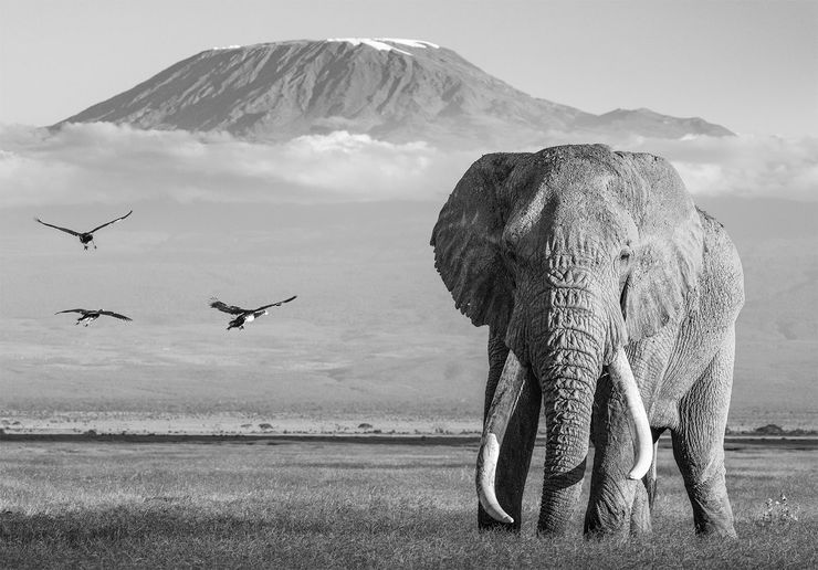 James Lewin black and white photo of a male elephant and 3 flying birds in the foreground with a mountain with snow cap in the background