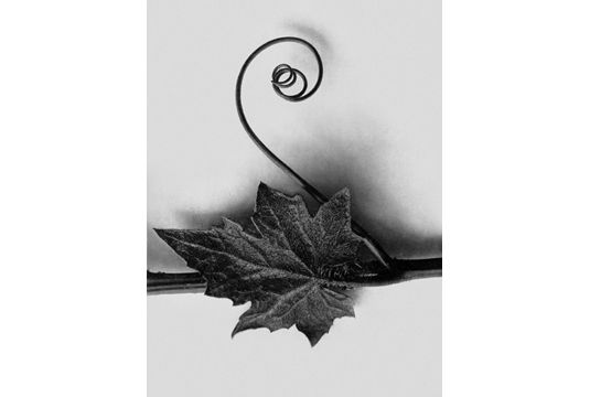 Karl Blossfeldt, Bryonia alba. White Bryony. Leaf with tendril enlarged 4 times, 1928