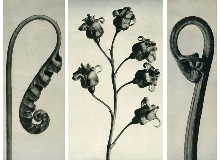 Karl Blossfeldt, Polypodium vulgare. Common Polypody, Adder's Fern. Young frond enlarged 7 times, Ribes nigrum. Common Black Currant. Raceme enlarged 5 times, Pteridium aquilinum. Bracken. Young frond enlarged 5 times, 1928