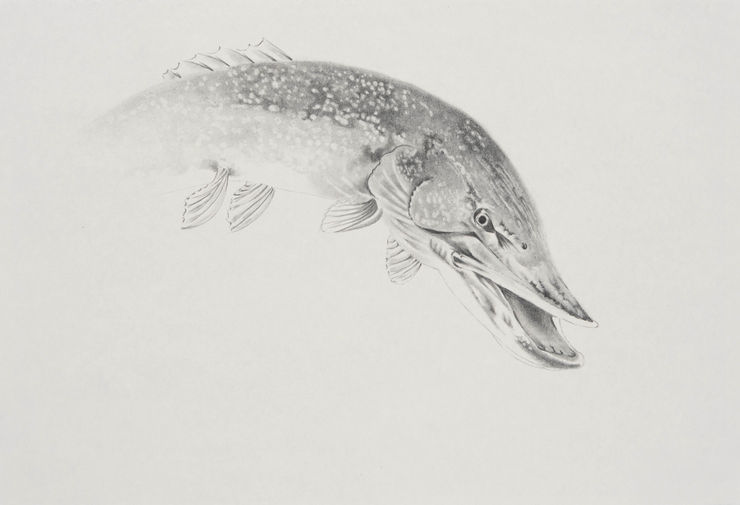 Apnavi Makanji, LEMAN FISH series: NORTHERN PIKE, 2023