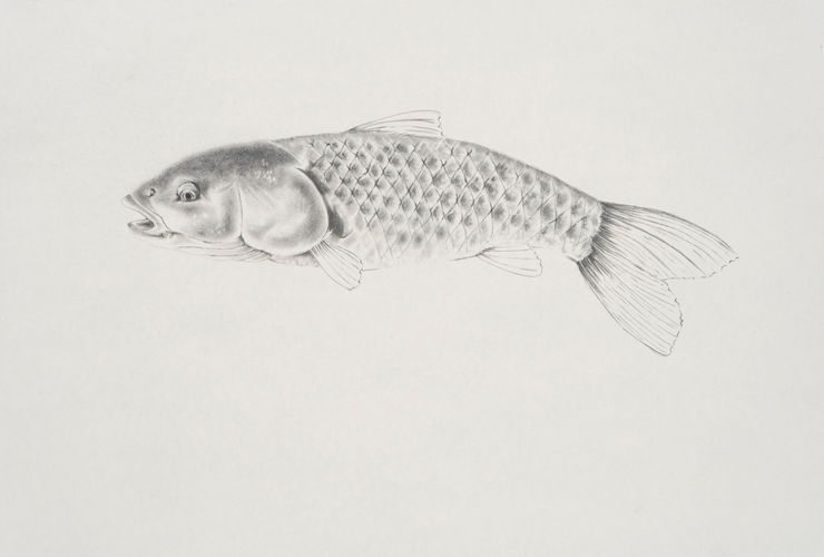Apnavi Makanji, LEMAN FISH series: COMMON CHUB, 2023