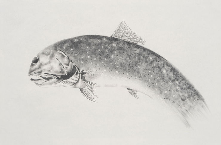 Apnavi Makanji, LEMAN FISH series: ARCTIC CHAR, 2023