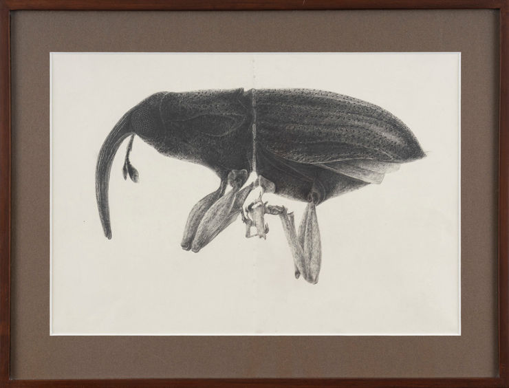 Garima Gupta, Elaeidobius kamerunicus, 2020