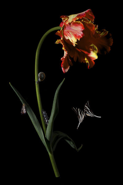 Bas Meeuws, Tulips #10, 2012