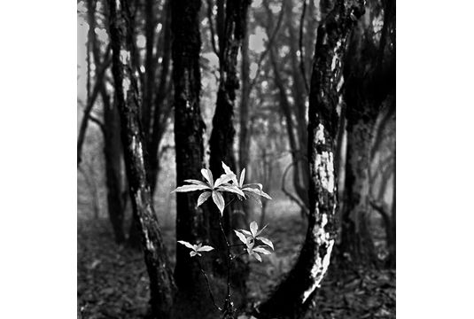 Swapan Nayak, Purborag 6, 2014