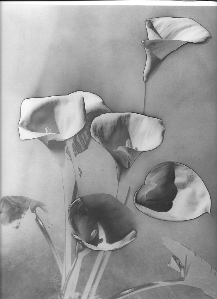 Man Ray, Les Arums, 1930