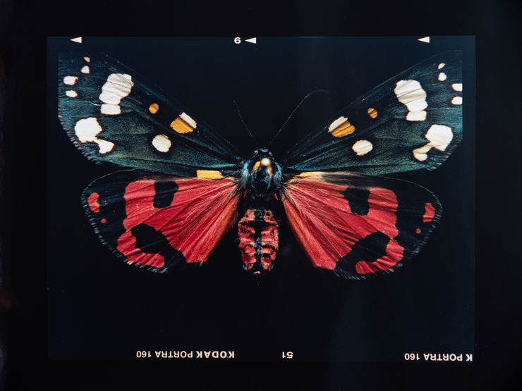 Laurynas Skeisgiela - Liump! Nuodingos meškutės / Tiger Moths (Callimorpha Dominula), 2024