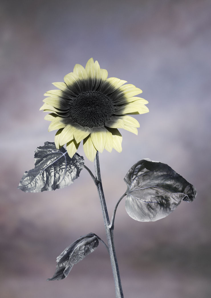 Viltė Bražiūnaitė ≈ Tomas Sinkevičius, Honies, 2021