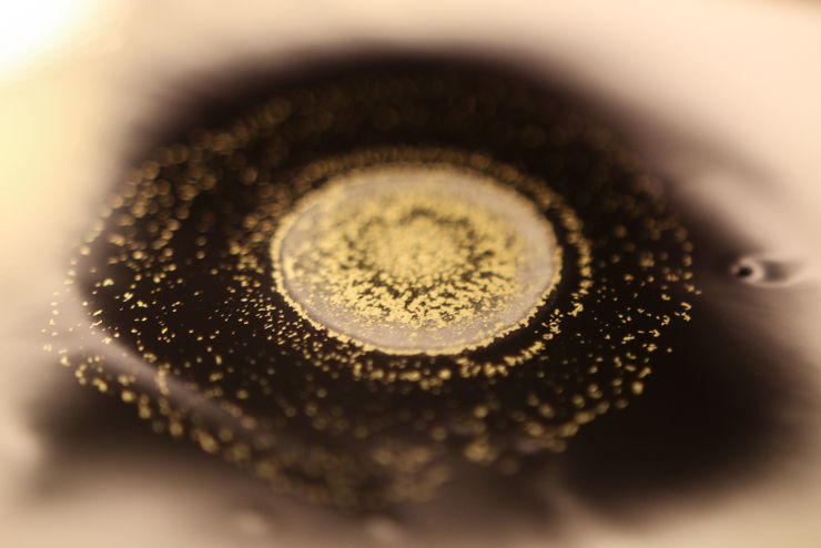 Priya Fry, Untitled, 2011