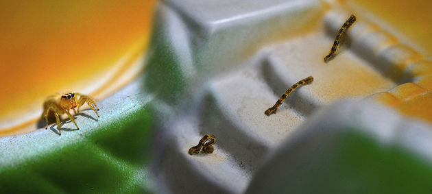 Rochelle Costi, Série “Paisagens”, 2020/2021