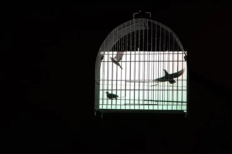 Eder Santos | A imagem não serve