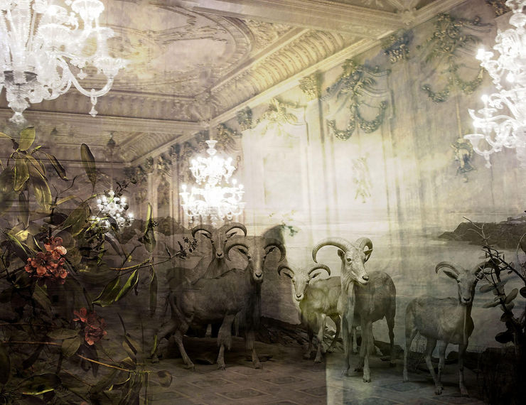 Tasha Ostrander, Barbary Sheep, 2013