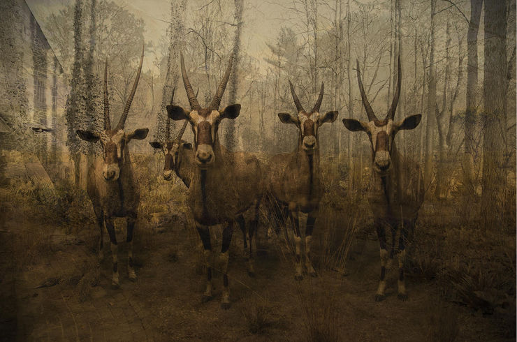 Tasha Ostrander, The Disappearance I, 2013