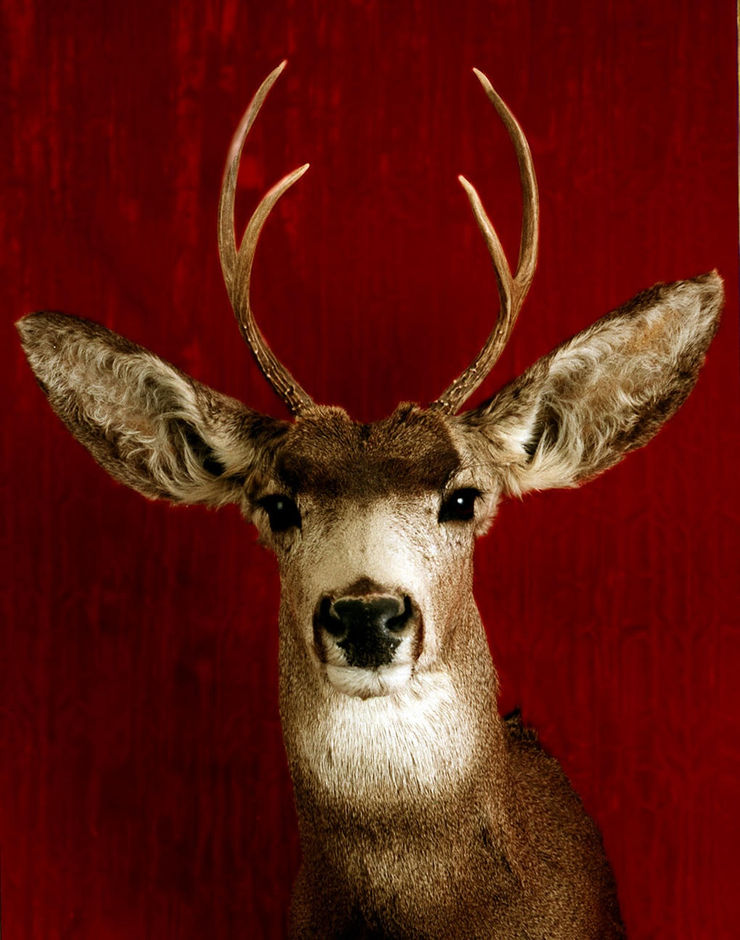 Tasha Ostrander, Deer Portrait, 1998