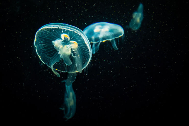 Nik Ramzi Nik Hassan 595736 Unsplash