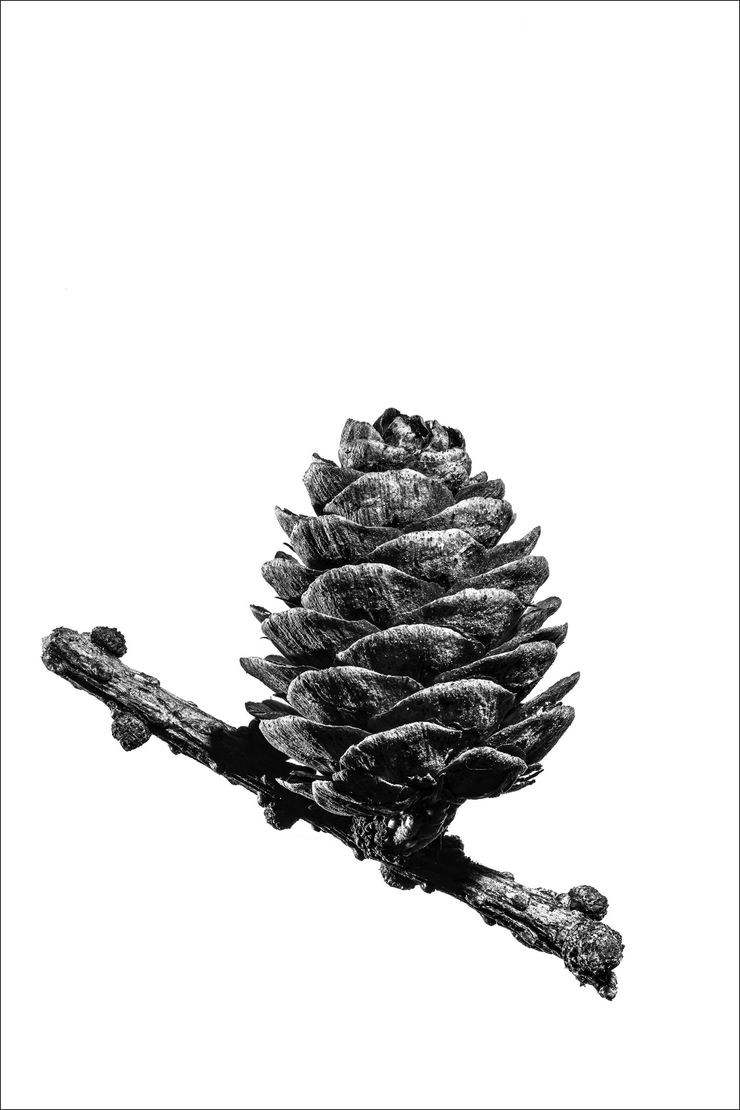 kiefernzapfen, a study of cones