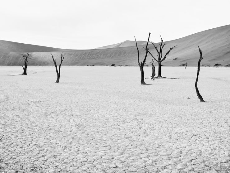 Camel thorn, Namibia Afrika