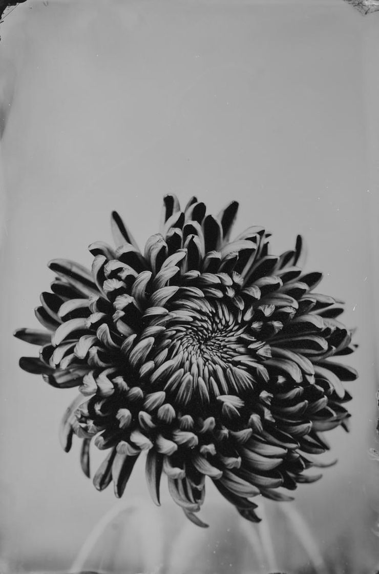 Steffen Diemer, Chrysantheme #707, 2021